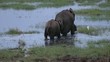 elephant with a calf in swamp, tanzania, serengeti, africa
