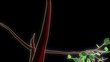 Growing up cartoon tree animated with alpha mask
