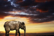 elephant at dusk