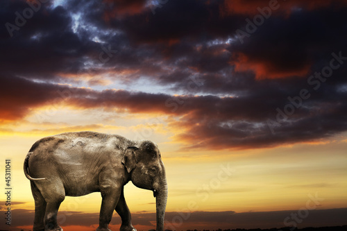 Photo: elephant at dusk elephant at dusk