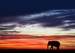 elephant sunset