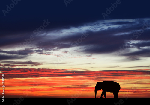 Photo: elephant sunset elephant sunset