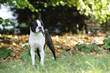 Boston terrier