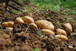 Kartoffelernte