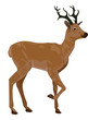 Vector: Deer, illustration Deer, illustration