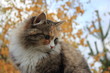 Портрет кошки на осеннем фоне.