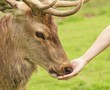 Human hand and a deer
