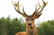 Deer close-up