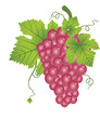 Red Grapes, illustration