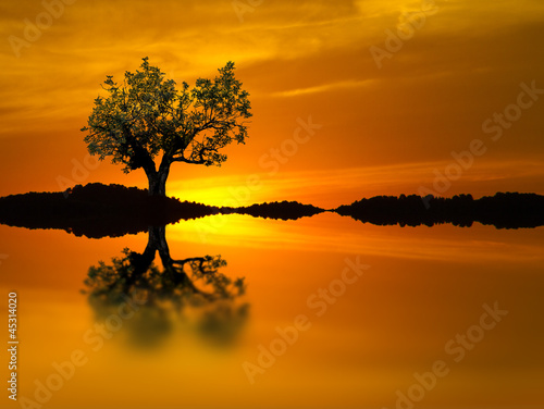 Photo: El arbol del lago El arbol del lago