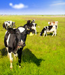 Foto: Calves on the field Calves on the field