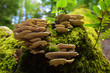 Forest Fungus