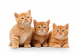 Photo: three small red british kittens on white background three small red british kittens on white background
