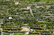 Vigneti terrazzati in Valle d'Aosta