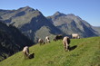 Kühe mit Arnihaggen und Brienzer Rothorn