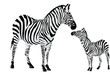 Zebra or Equus zebra, illustration