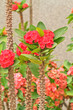 euphorbia milii flowers