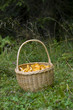Pfifferlinge