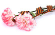 carnations and St. George's ribbon isolated on white