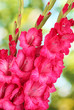 beautiful bouquet of pink gladioluses, on green background