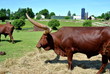 Brown Bull on a Farm