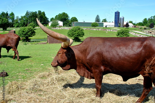 Photo: Brown Bull on a Farm Brown Bull on a Farm