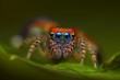 Spanish jumping spider Saitis barbipes