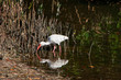 White Ibis Bird