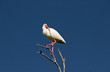 White Ibis Bird