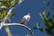 White Ibis Bird