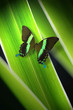 Butterfly On Green Grass Backg...