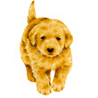 dog5