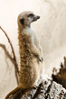 Meerkat, Slender-tailed
