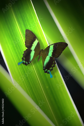 Photo: Butterfly on green grass background Butterfly on green grass background