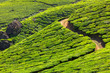 Tea plantations