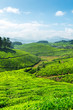 Tea plantations