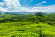 Tea plantations