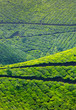 Tea plantations