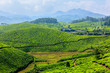 Tea plantations
