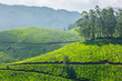 Tea plantations