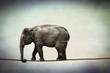 elephant walking tightrope