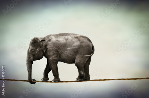 Photo: elephant walking tightrope elephant walking tightrope
