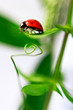 Ladybug is crawling about the green leaves