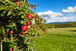 Foto: Apfelbaum in der Natur Apfelbaum in der Natur