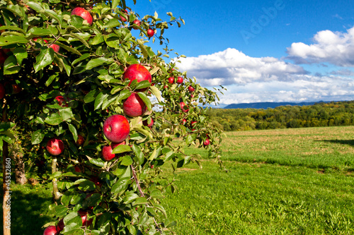 Photo: Apfelbaum in der Natur Apfelbaum in der Natur