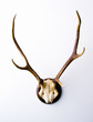 Stag's antlers