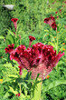 Celosia cristata