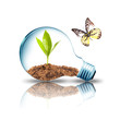 green leaf growing on dirt inside globe with butterfly