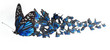 Foto: butterflies butterflies