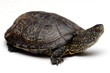 European pond turtle over white